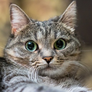 мем с плачущим котом