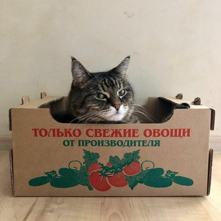 овсч