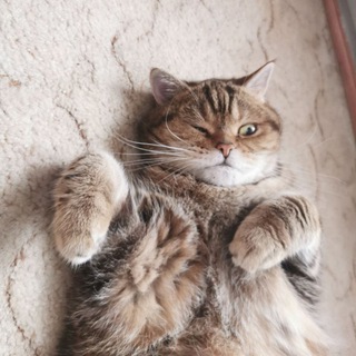 паралай форум