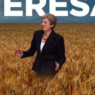 пшеничные поля