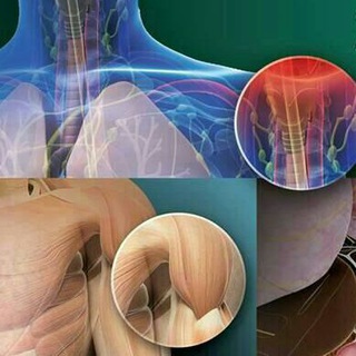 anatomy 3d atlas catfish mod apk