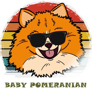 babypomeranian