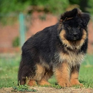 german shepherd price in nashik
