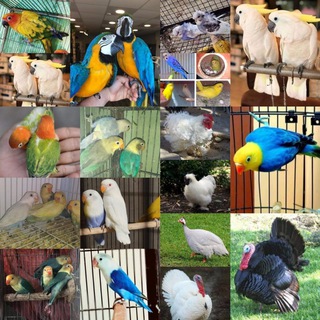 pet shop in nagercoil