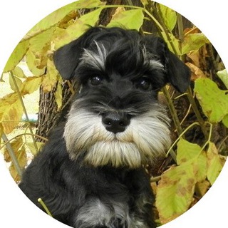 1st Doggy!