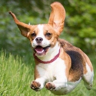 battle beagle