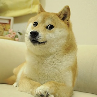 Doge Disco Support