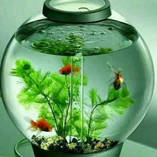 ? Today Satta King ?