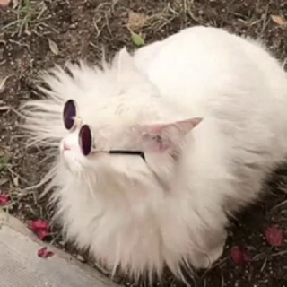 LION’S SHARE TRON & THE SYNERGY SQUAD