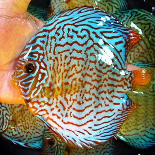 AquariumFishIndia✅