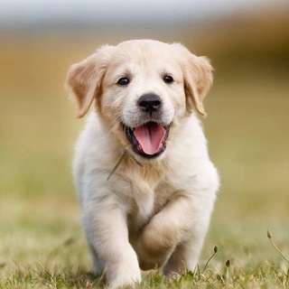 Perros | Dogs TODO sobre ellos ??