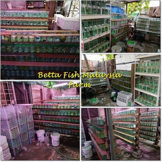 Betta Fish Malaysia Sales
