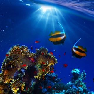 Living Ocean