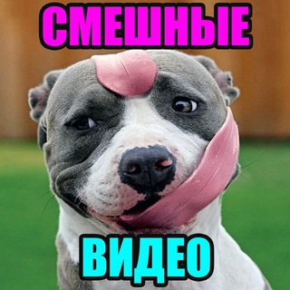 СМЕШНЫЕ ВИДЕО