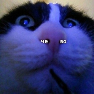 вкрадені кiты