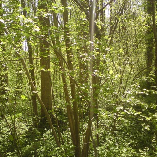 Pflege-Fee: Genusstherapie - Achtsamkeit - Waldbaden