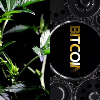 iPlant ! (CBD) Prelaunch !!! New New New !!!