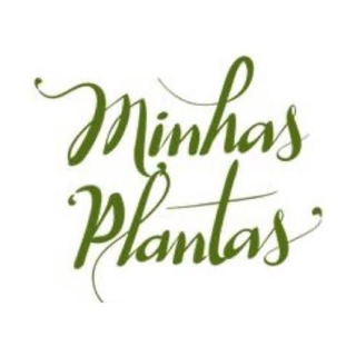 Carol Costa - Minhas Plantas - minhas plantas