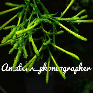 Amateur_phoneographer ? - phoneographer