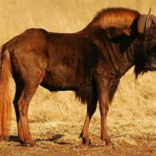 Seniorbet... Green is our anthem