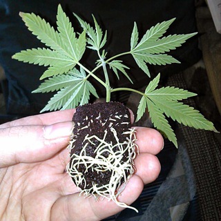 Weeden - weedpay