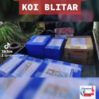 LELANG KOI BLITAR by PROKLAMATOR KOI (GRUOP AUCTION) ???