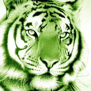 Tiger Reborn