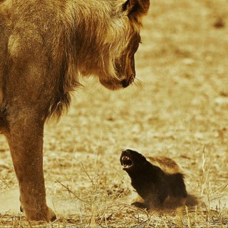 Honey badger doesn’t give a fuck