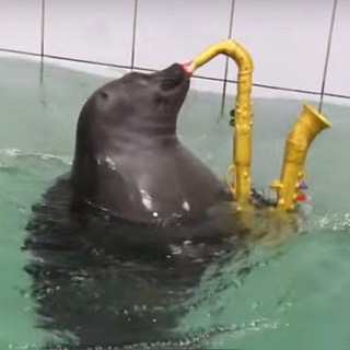 Foca da Meia-Noite