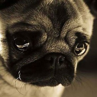 ? FurListBot News ?