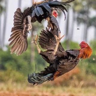 Cockfight group