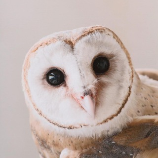 OTUS teach talk ?