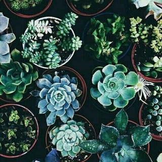 Green Tea and Read - анфем