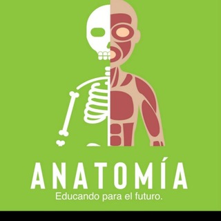 Anatomía y Neuroanatomía con Reynoso - tuy me chat