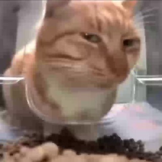 Домашняя школа Фоксфорда