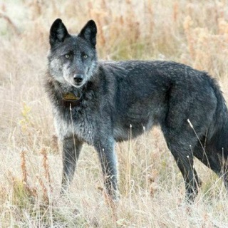 Prince Wolf's BS Channel - fapmenow