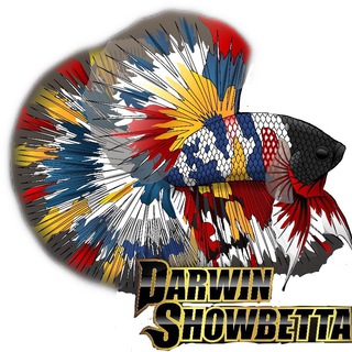 Darwin ShowBettas