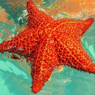 telegram channel chao.cacao