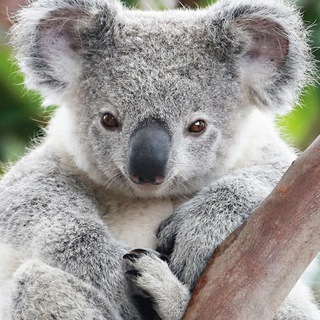 telegram channel cold koala token