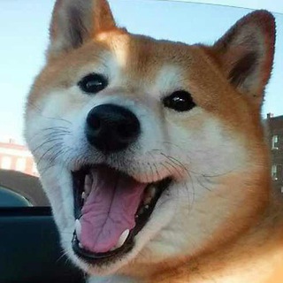 telegram channel Cute doge pictures