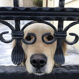 telegram channel dg5503