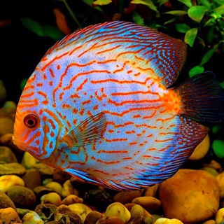 telegram channel discus or discuss