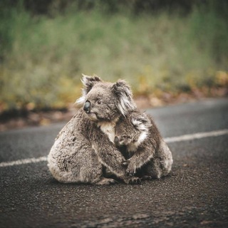 telegram channel Dr tess lawrie qualifications