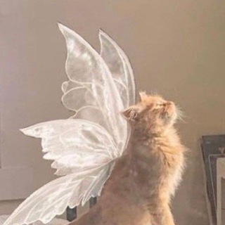 кошачий лес ?