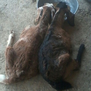 शेळी पालन माहिती