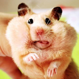 Новая Каховка Хом'яки та ховрашки ? Telegram channel