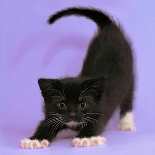 Meow meow? #StayAtHome