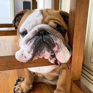 Funny BullDogs Chat