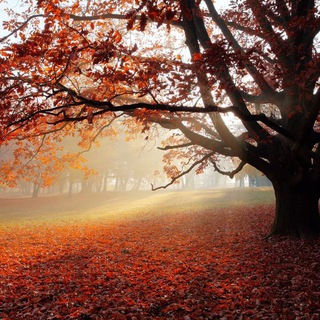 EARTHLY WONDERS