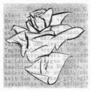 La Rosa Bianca Channel Telegram channel